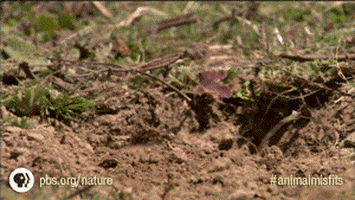 groundhog GIF by Nature on PBS