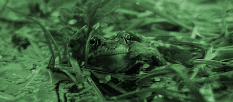 green wildlife GIF by Jerology
