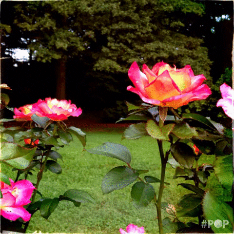 flowers stereoscope GIF by GoPop
