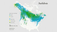 audubon-ruffed-grouse-5xtDarzN51Epej9JNuM