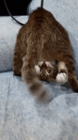 Gato GIF