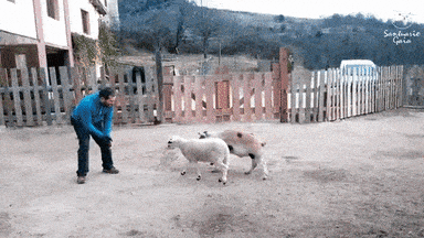 lamb