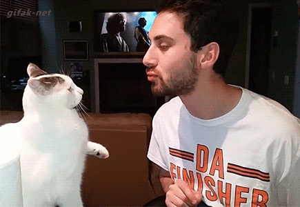 Cat-smack GIFs - Get the best GIF on GIPHY