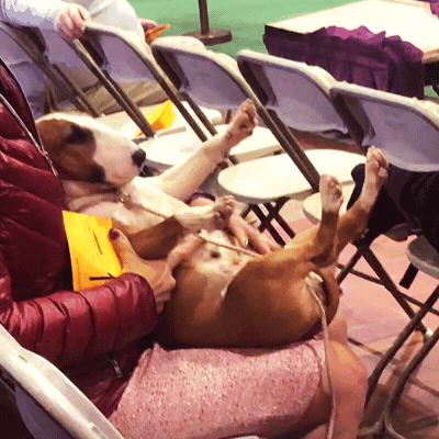 Dog Show GIF by Westminster Kennel Club - Find & Share on GIPHY