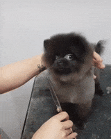 Puppy Dancing GIF by JustViral