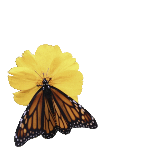 Ready To Wear Love Sticker by Jill Jill Stuart