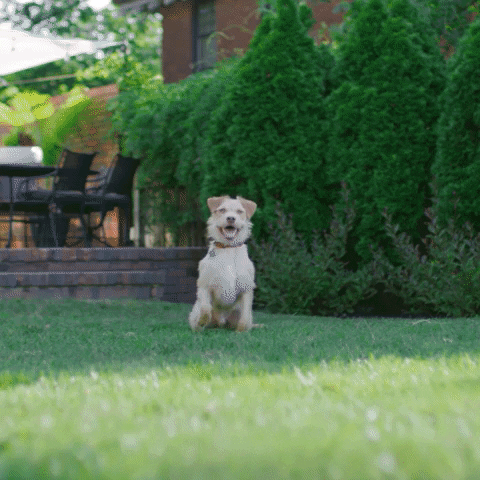 On My Way Running GIF by Hill's Pet Nutrition