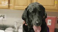 50 Funny Dog GIFs, The BarkPost