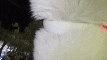 Led Dog Collar GIF