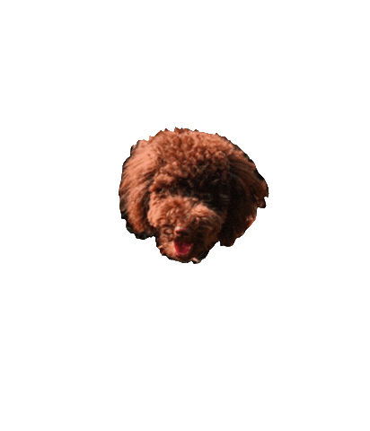 Shtrudel Sticker