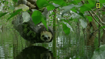 nat geo jungle GIF by National Geographic Channel