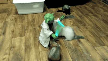 Ferret GIFs - Find & Share on GIPHY