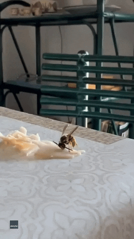 Italy Wasp GIF by Storyful