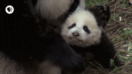 panda GIF by EARTH A New Wild