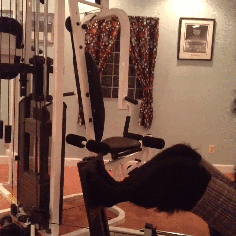 tuxandfanny  GIF