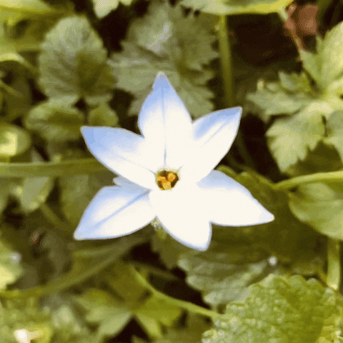 Flower GIF