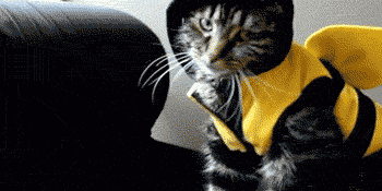 cat costume GIF