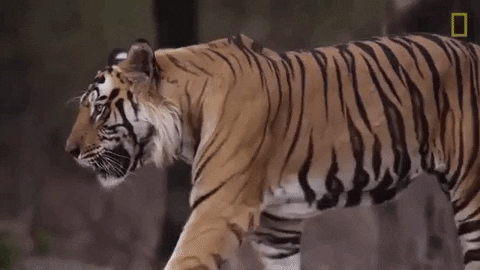 Tiger-walk GIFs - Get the best GIF on GIPHY