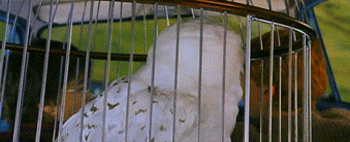 Scared Cabin Fever GIF - Find & Share on GIPHY