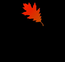 Fall Leaves GIF