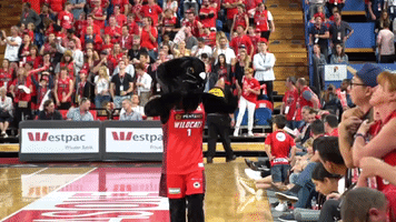 pump up celebration GIF by Perth Wildcats