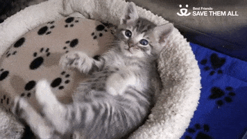 Cat Kitten GIF by Best Friends Animal Society