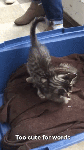 cats kittens GIF by Laurentian University