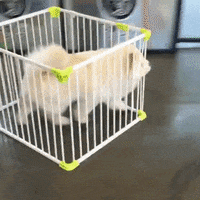 chow chow GIF by Rover.com