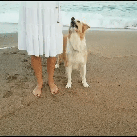 Aww dancing gif - find & share on giphy