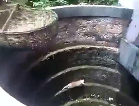 cat help GIF
