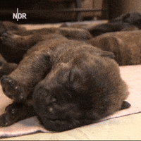 sleepy GIF by NDR