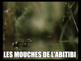 abitibimemes mouches abitibi GIF