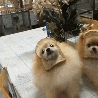 bread Giffy GIF
