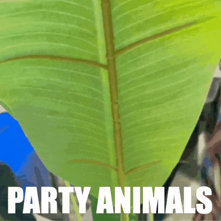 Party Animals GIF by 2TON Agency