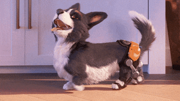 Dogs Croissant GIF by Overwatch