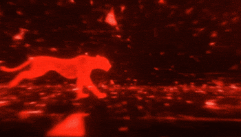 Cheetah GIF by NEXAT