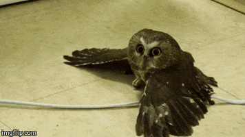 owl gif