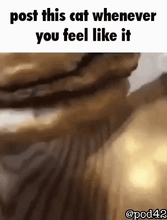 Cat Kitty GIF