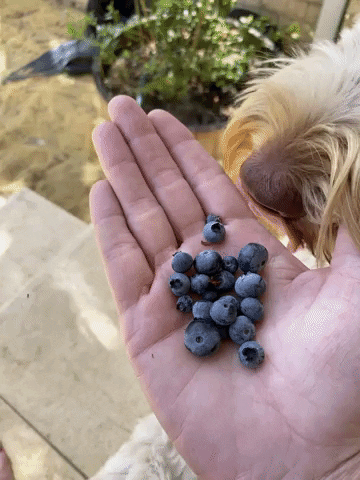 Sniffing Blueberries For Sal GIF by State of Social - Find & Share on GIPHY
