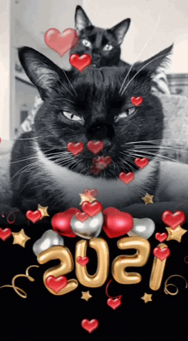 Happy New Year Cats GIF