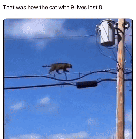 Cat GIF