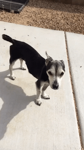 The Churchill Foundation GIF