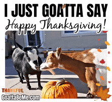 Give Thanks Thanksgiving GIF by Goatta Be Me Goats! Adventures of Pumpkin, Cookie and Java!