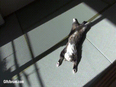 Maru Sunlight GIF - Find & Share on GIPHY