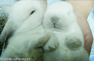 rabbit kiss GIF