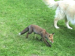 foxes