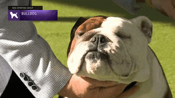 Happy Westminster Dog Show GIF by Westminster Kennel Club