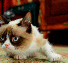 Image result for grumpy cat gif