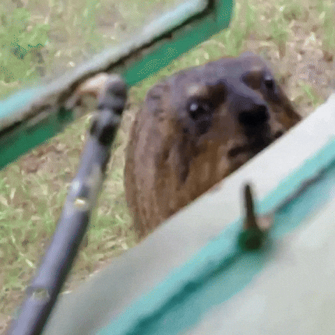 Rock Hyrax Window GIF