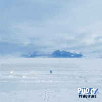 The Mountain Penguin GIF by Pudgy Penguins